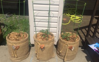 Grow Tomatoes in a 5 Gallon Bucket with style : An Easy DIY